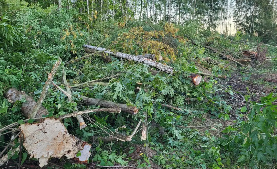 Mieszkańcy Gorzowa walczą o zieleń!