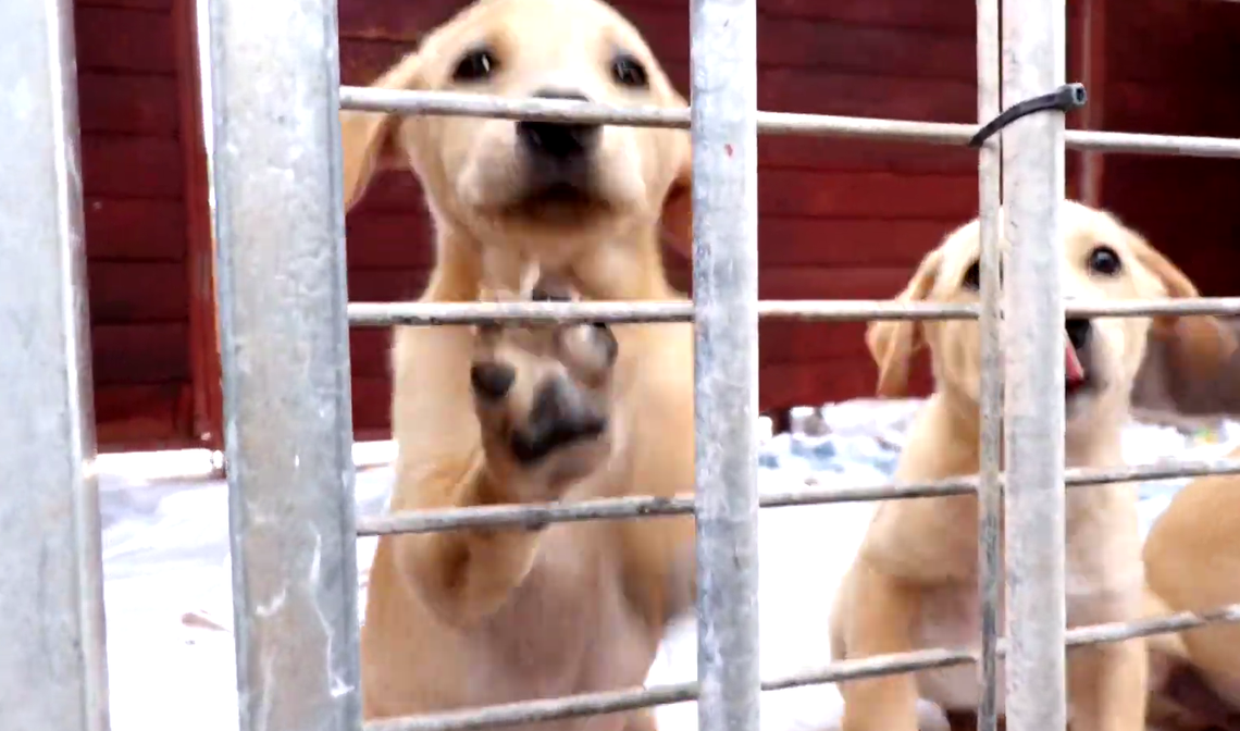 Mieszkańcy Gorzowa żądają decyzji w sprawie schroniska