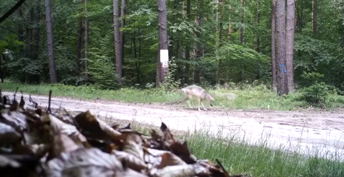 Mieszkaniec ostrzega przed możliwym zagrożeniem Mieszkaniec ostrzega przed możliwym zagrożeniem