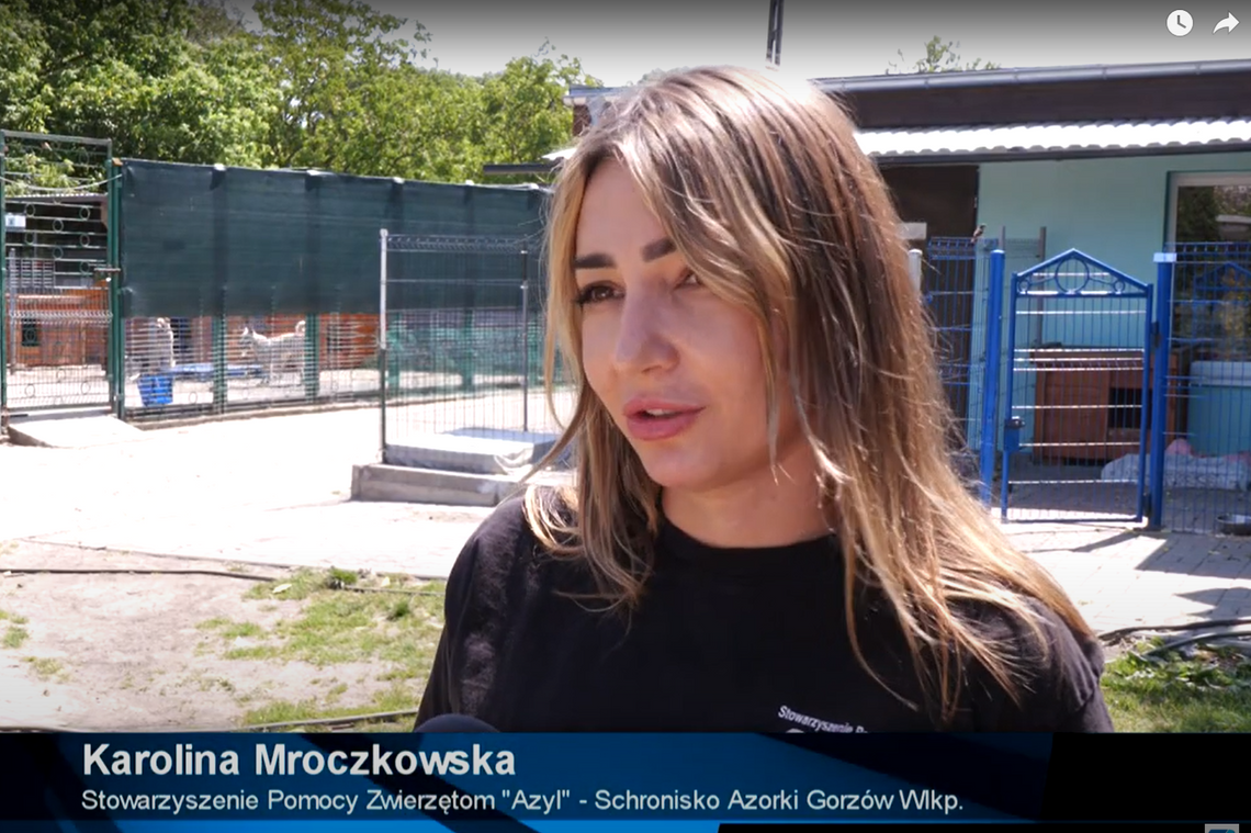 Nie zostawiaj psa na pastwę losu. Azyl z Gorzowa apeluje: pies to nie rzecz, którą można porzucić na czas wakacji