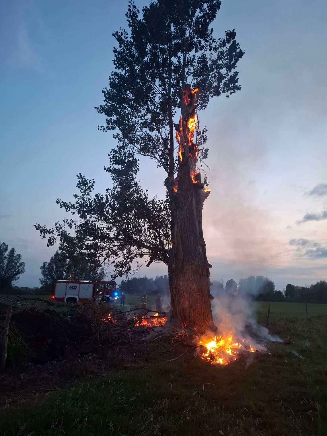 Nietypowa akcja strażaków pod Gorzowem. Drzewo płonęło od środka Nietypowa akcja strażaków pod Gorzowem. Drzewo płonęło od środka