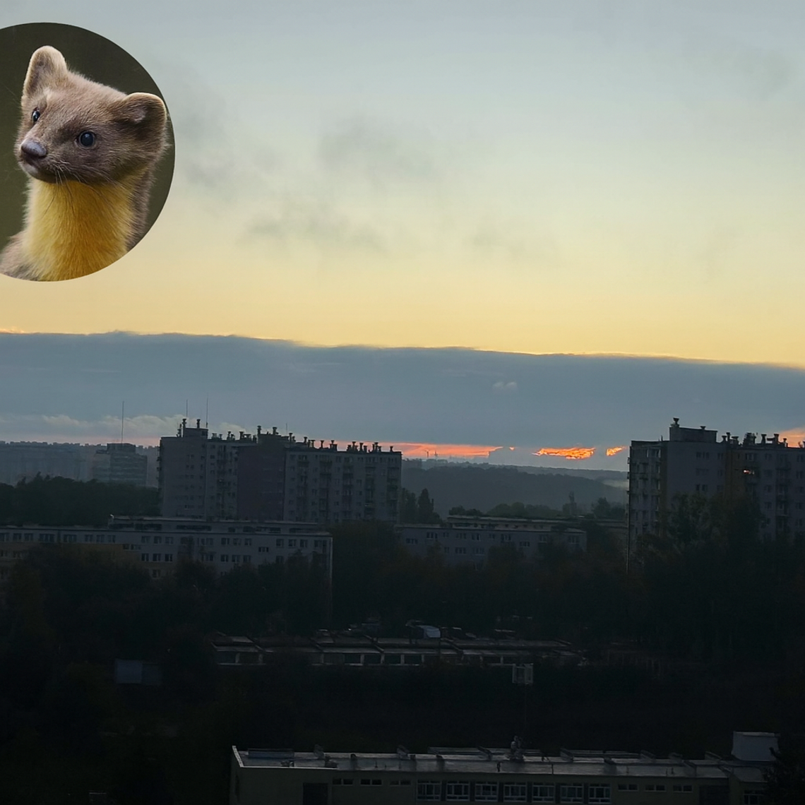 Nietypowa pobudka na gorzowskim osiedlu. Mieszkańców wyrwał ze snu dziwny hałas
