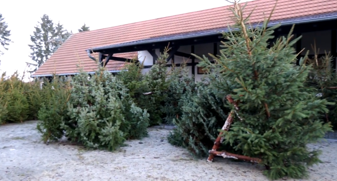 Odbiór choinek w Gorzowie. Pozbądź się świątecznej ozdoby