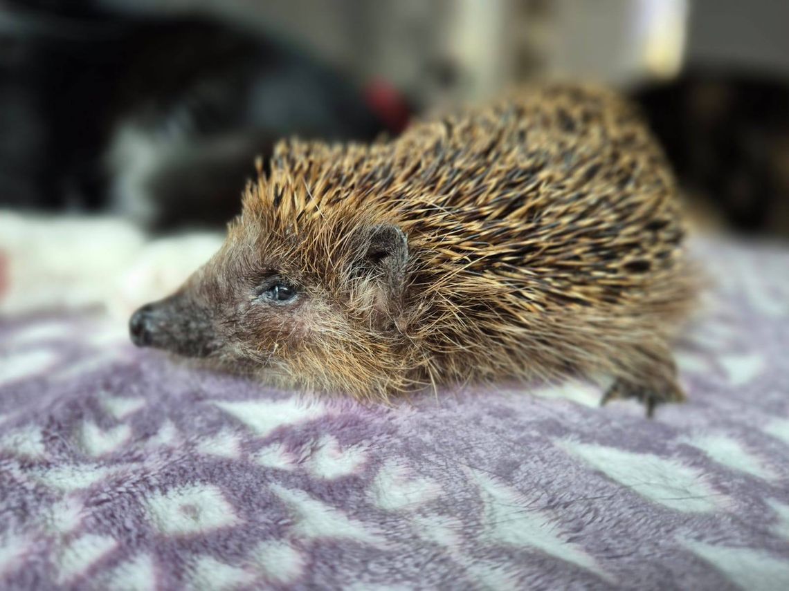 OTOZ Animals Gorzów apeluje o pomoc. Jeże walczą o życie!