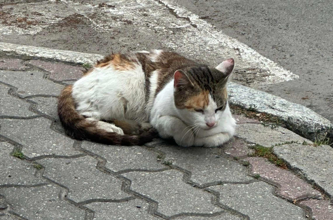 OTOZ Animals Gorzów Wlkp. ratuje kotkę z zapaleniem macicy!