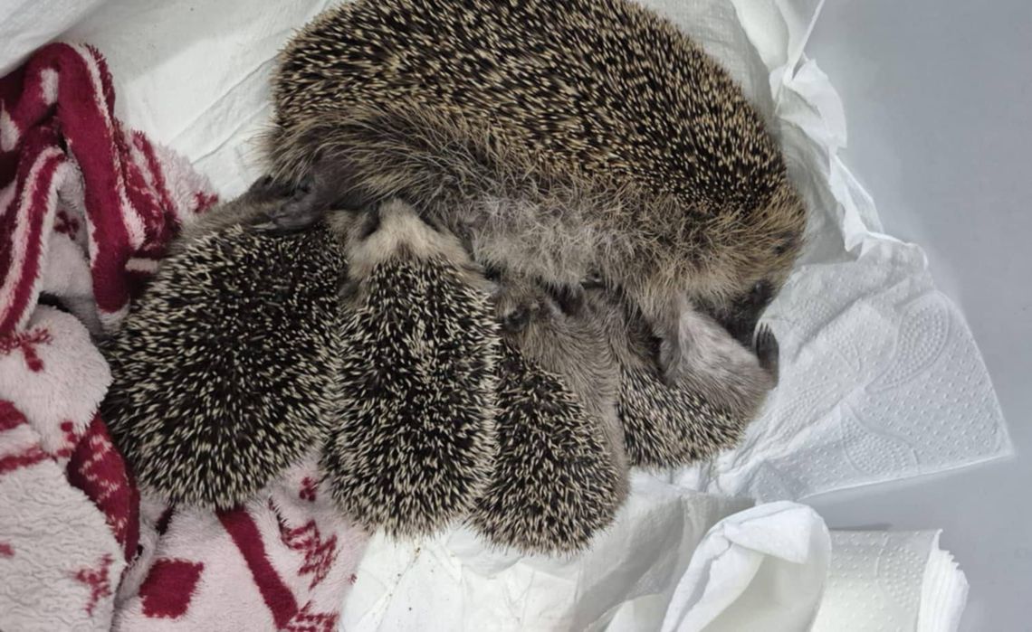 Pomóż jeżom z Gorzowa – uratujmy „jeżową rodzinę” Pomóż jeżom z Gorzowa – uratujmy „jeżową rodzinę”