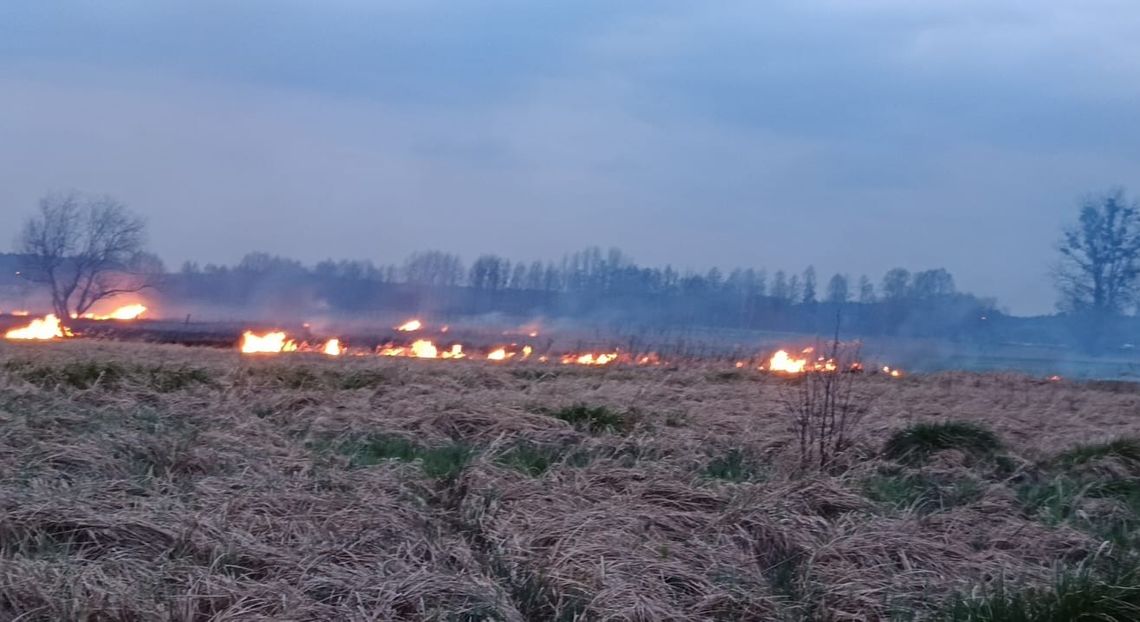 Pożar traw i trzcin. Interweniowała straż pożarna