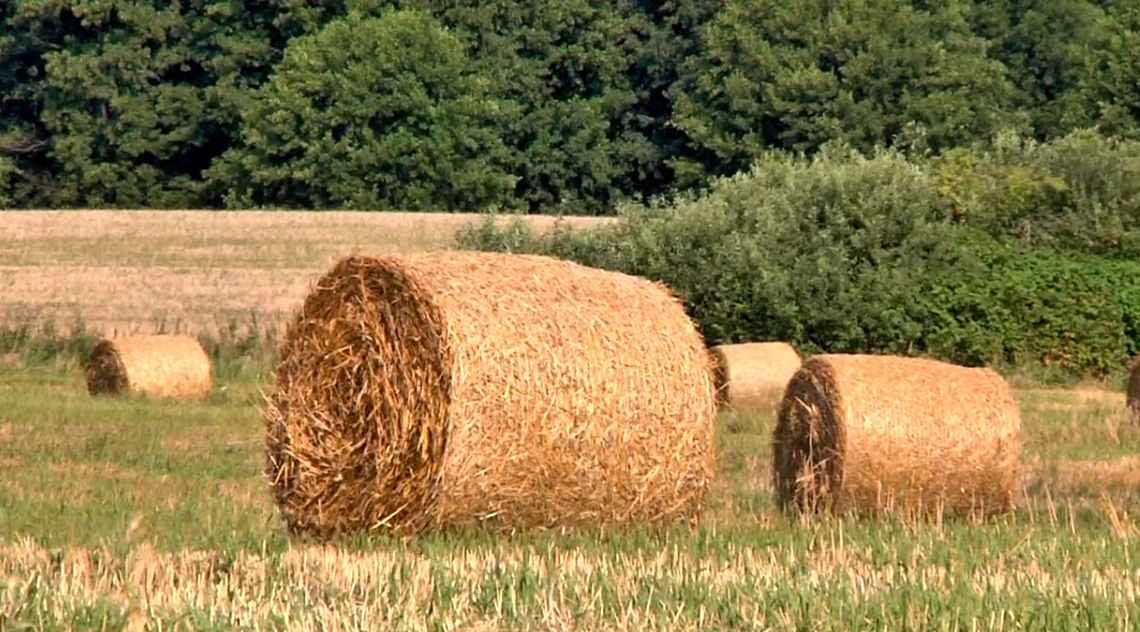 Rolników śmiech przez łzy…