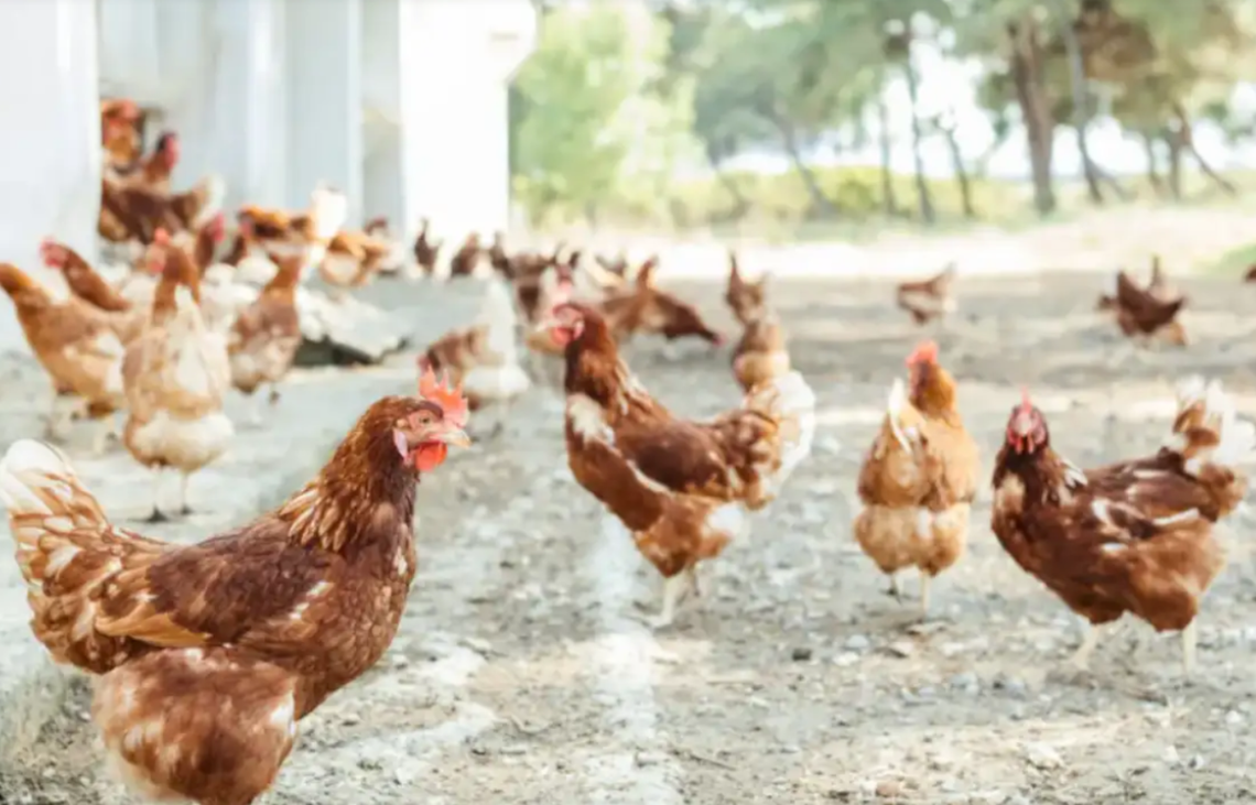 Służby apelują do hodowców drobiu w Lubuskiem. Chodzi o bioasekurację