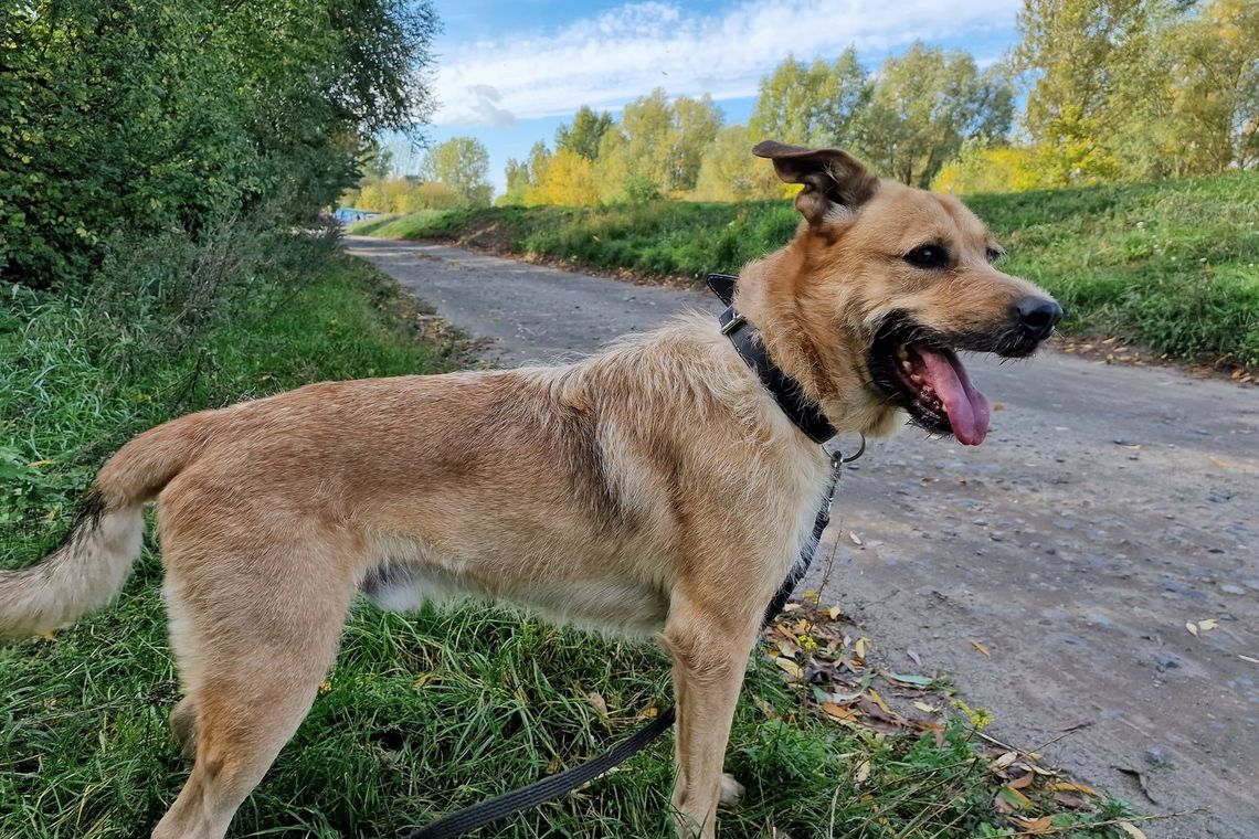 Świąteczna paczka dla schroniska!!!