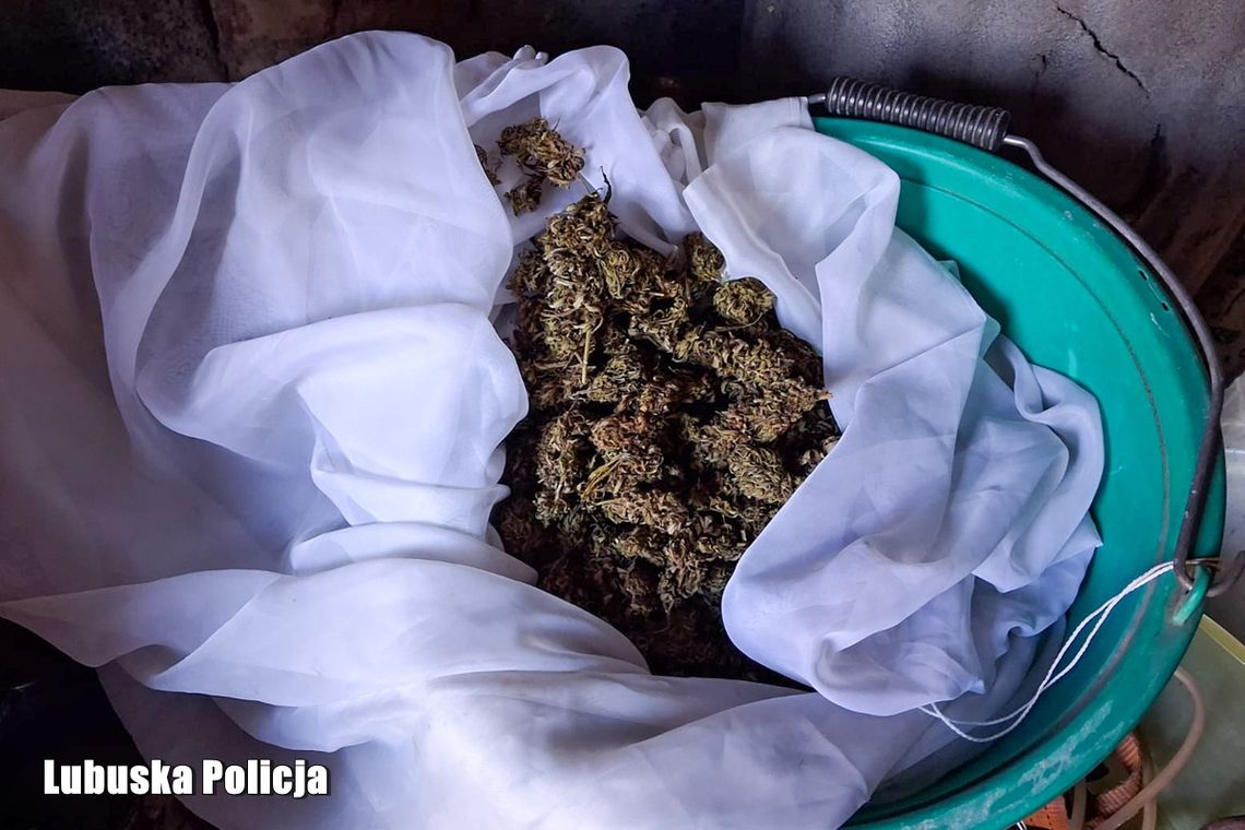 Szopa skrywała niebezpieczny sekret. Policjanci ujawnili prawdę podczas interwencji