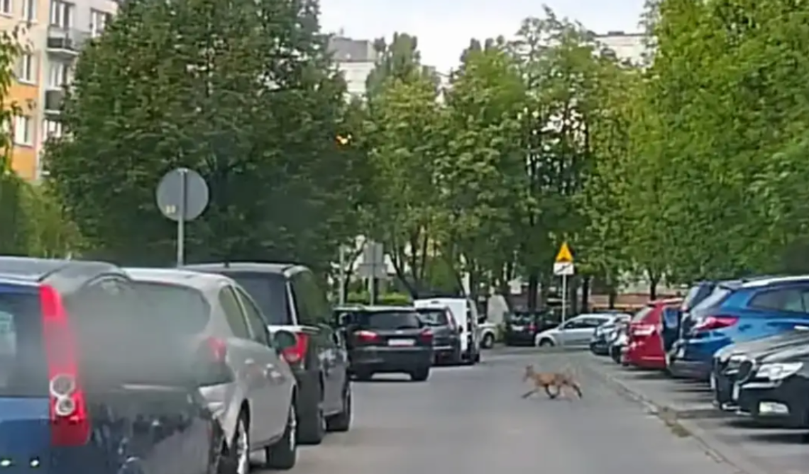 Tajemniczy „gość” na osiedlu. Coraz częstsze wizyty w biały dzień