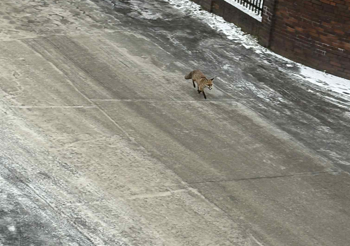 Tajemniczy spacerowicz na gorzowskim osiedlu. Zaskoczył mieszkańców Tajemniczy spacerowicz na gorzowskim osiedlu. Zaskoczył mieszkańców