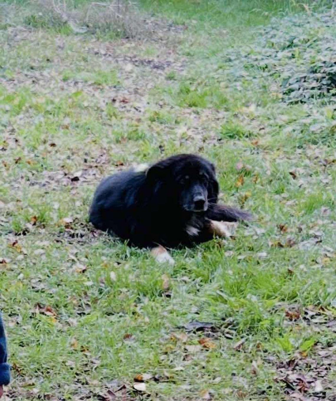 Trwa akcja poszukiwawcza psa w Witnicy. Właściciele proszą o pomoc