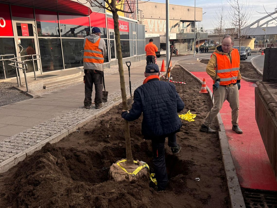 Trwa kolejna miejska akcja. Tym razem chodzi o drzewa i zieleń