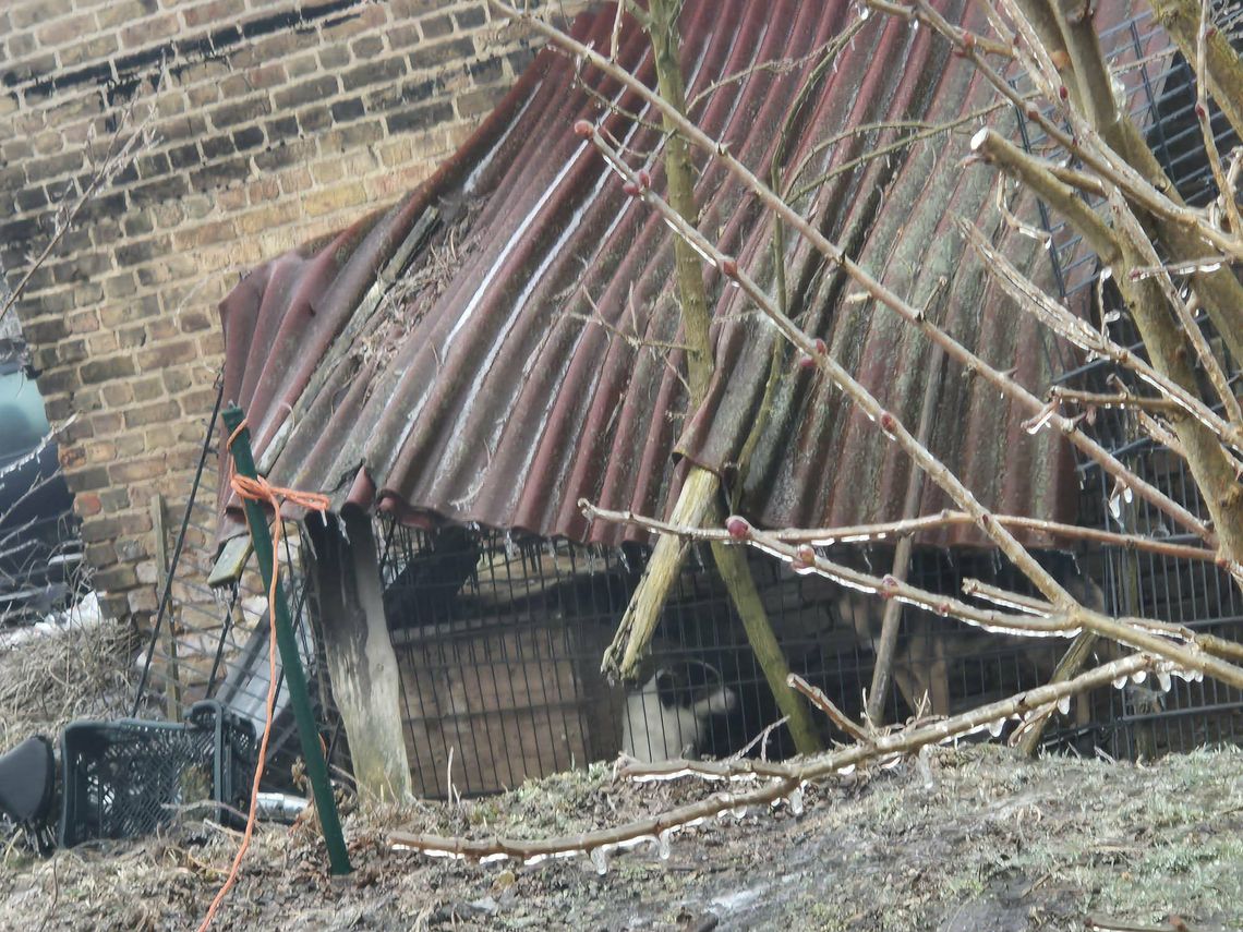 Trzy małe psy przeżyły piekło – teraz potrzebują naszej pomocy!