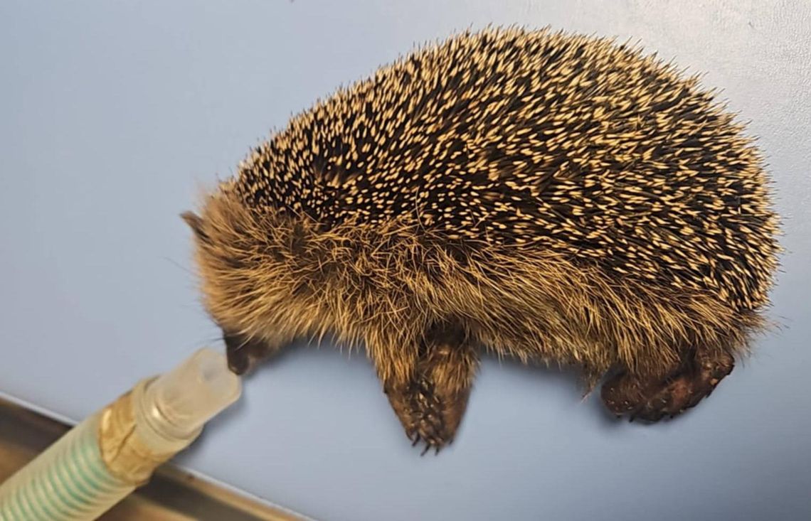 Walczą o życie. Każdy dzień to dramat jeży, które czekają na pomoc