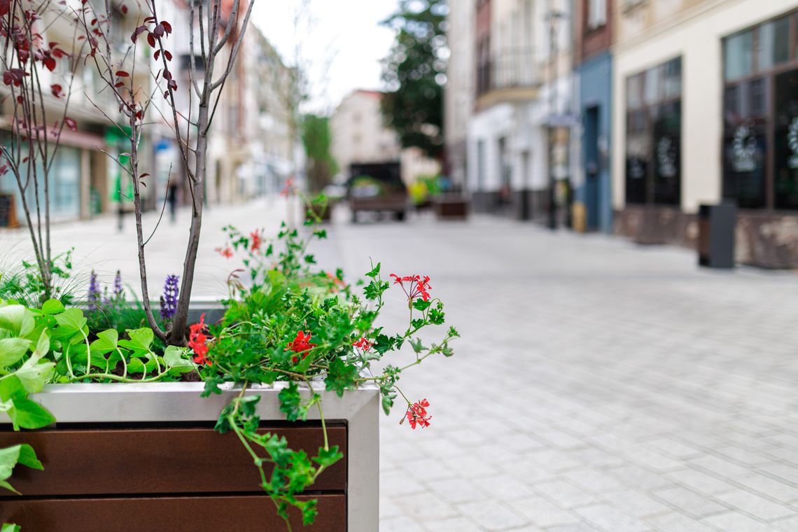 Wełniany Rynek w Gorzowie Wielkopolskim jeszcze bardziej zielony