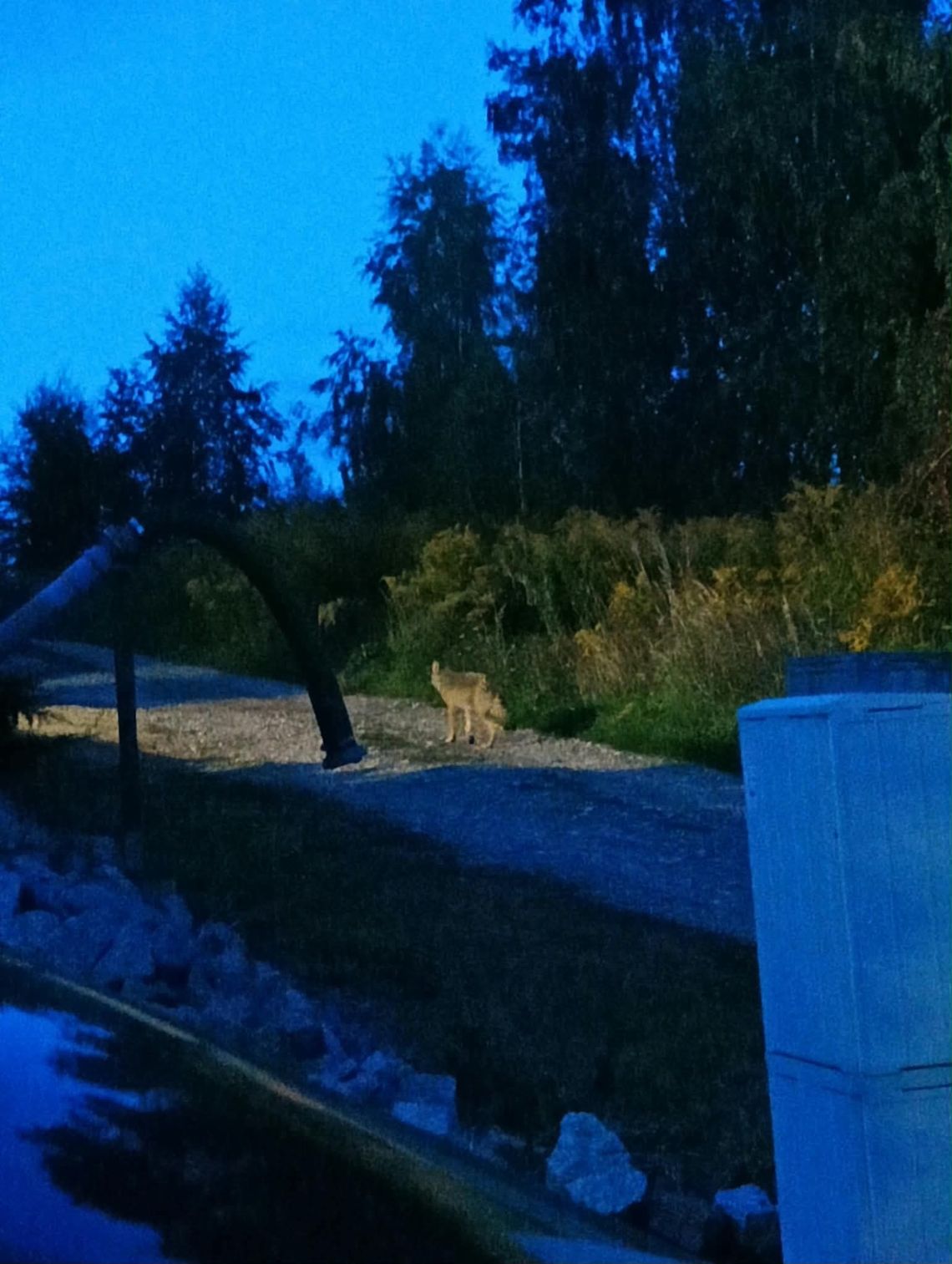 Widziano go w pobliżu domów pod Gorzowem. Są kolejne zgłoszenia Widziano go w pobliżu domów pod Gorzowem. Są kolejne zgłoszenia