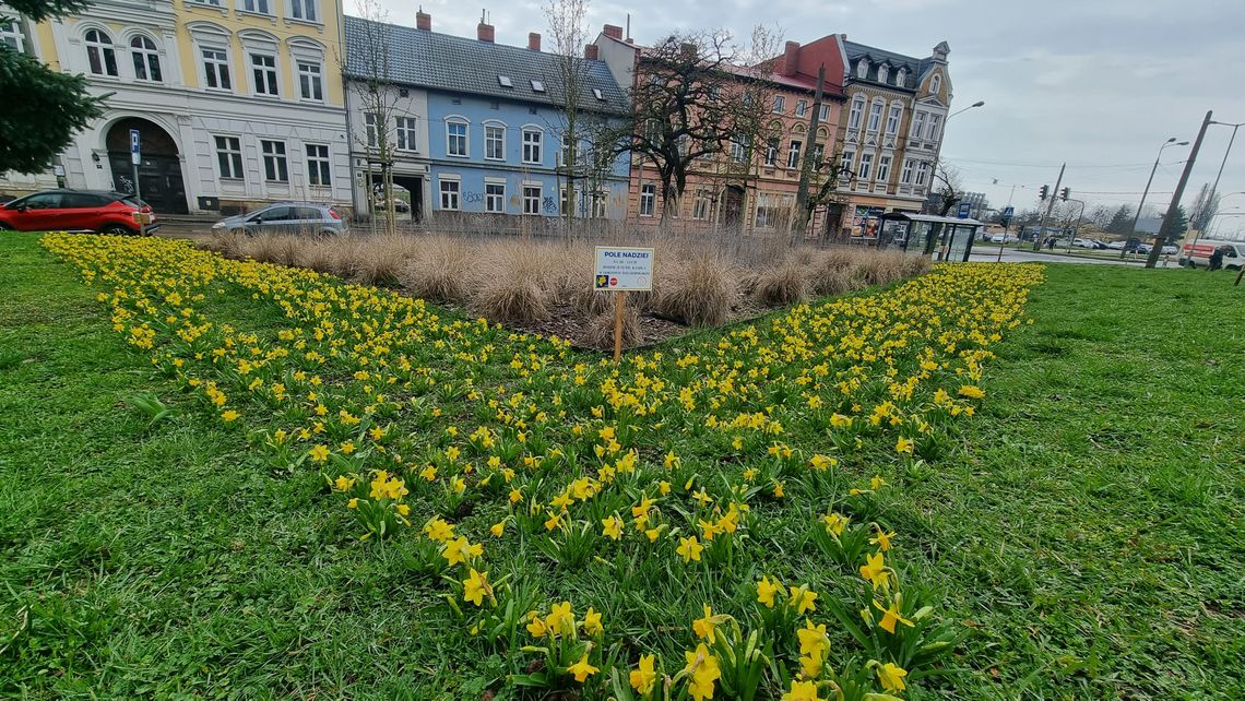 Zakwitły „Pola nadziei”