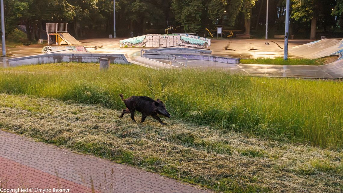 Zaskakujący widok w Parku Kopernika. Mieszkaniec zrobił zdjęcie