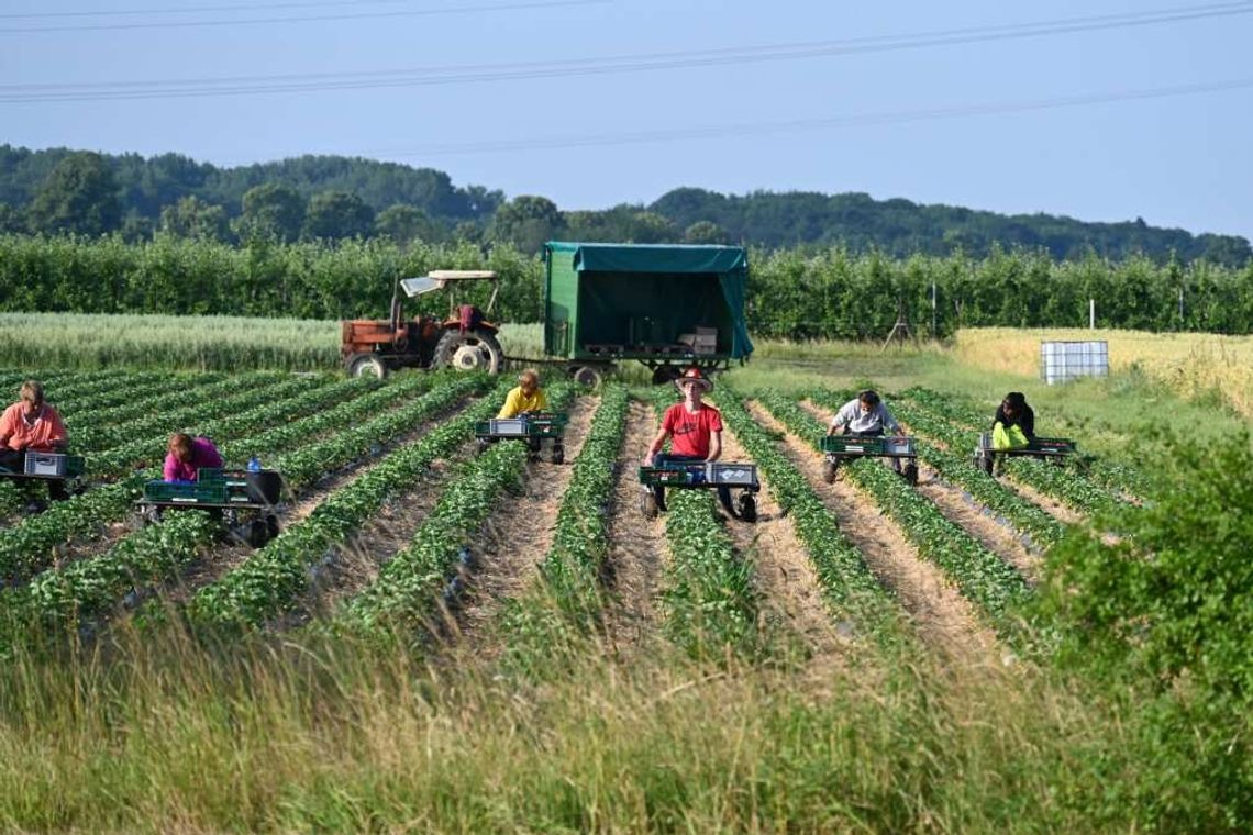 Znowu słychać lament plantatorów. Boją się o zbiór truskawek