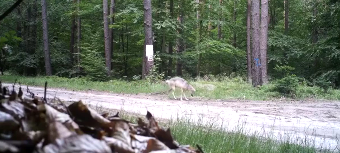 Zwierzęta hodowlane pod ostrzałem – pierwszy atak wilków w okolicy