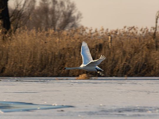 fot. Marek Kaźmierski