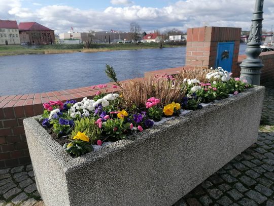 Nowe nasadzenia w centrum Gorzowa